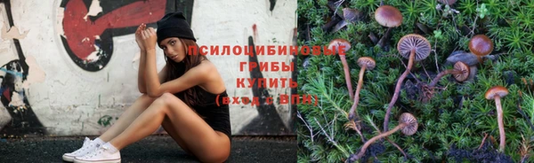 хмурый Аркадак