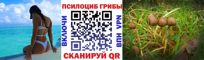 где можно купить   Сунжа  Галлюциногенные грибы Psilocybe 